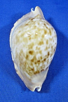 Zoila marginata consueta